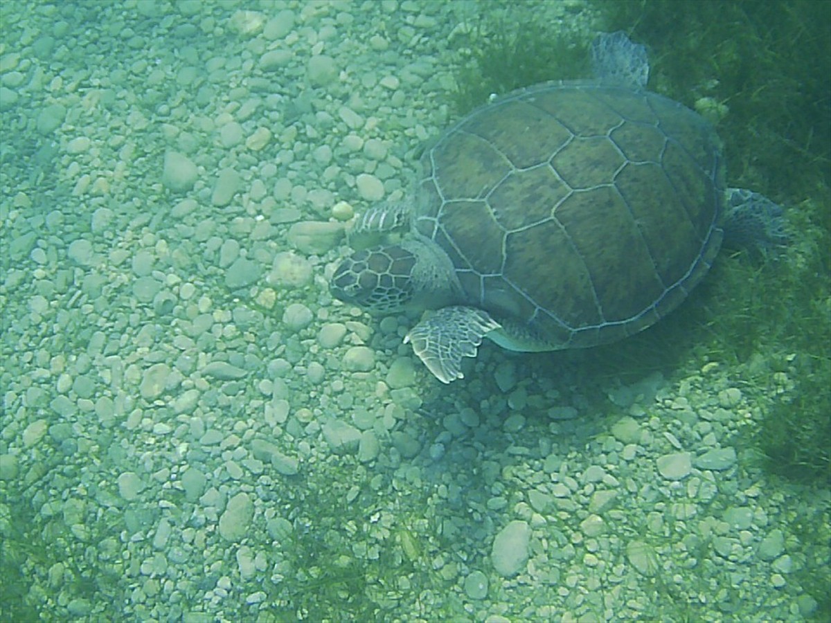 Muğla'nın Milas ilçesine deniz çayırlarıyla beslenen yeşil deniz kaplumbağaları Anadolu Ajansı...