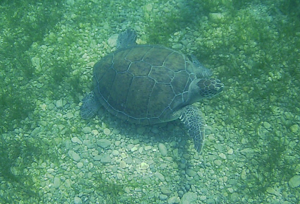 Muğla'nın Milas ilçesine deniz çayırlarıyla beslenen yeşil deniz kaplumbağaları Anadolu Ajansı...