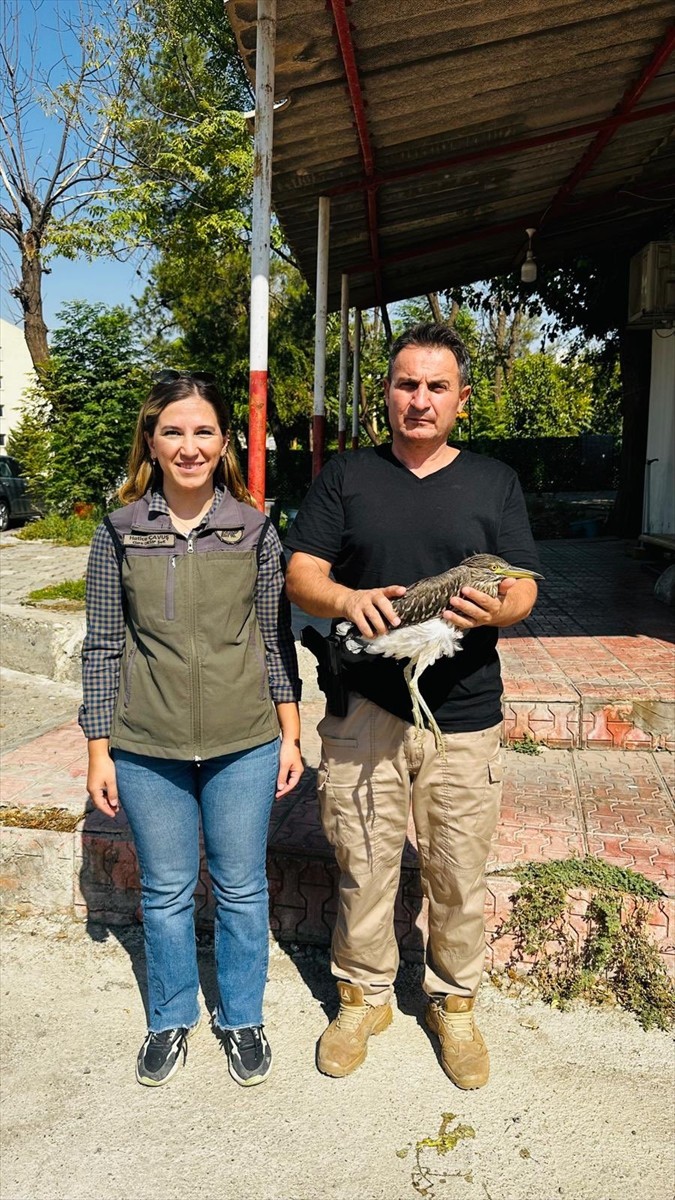 Şırnak'ın Silopi ilçesinde yaralı bulunan gece balıkçılı kuşu, Şırnak Yaban Hayvanları Tedavi ve...