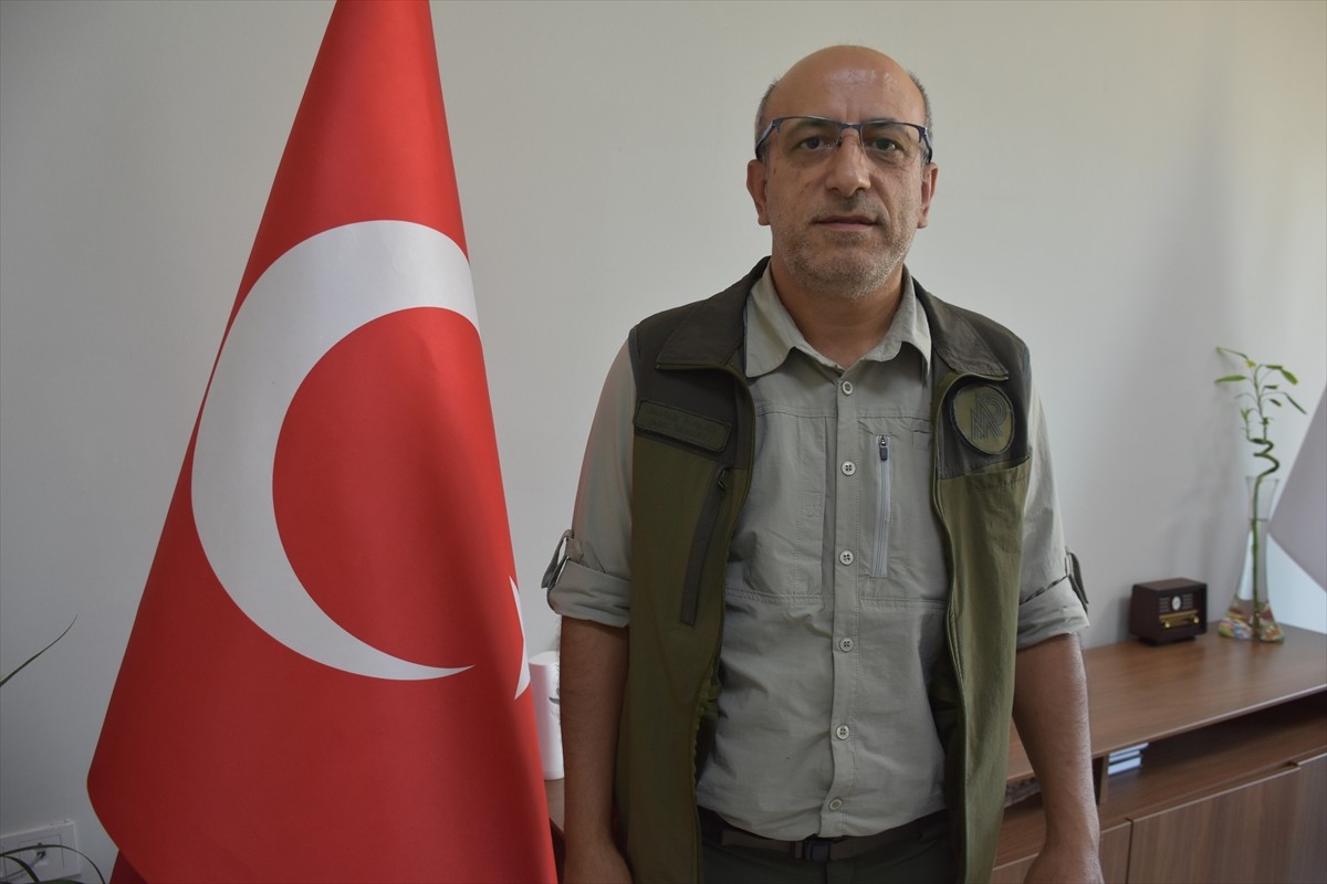 Şırnak'ın Uludere ilçesinde bitkin halde bulunan kaya kartalı, tedavisinin ardından doğaya...