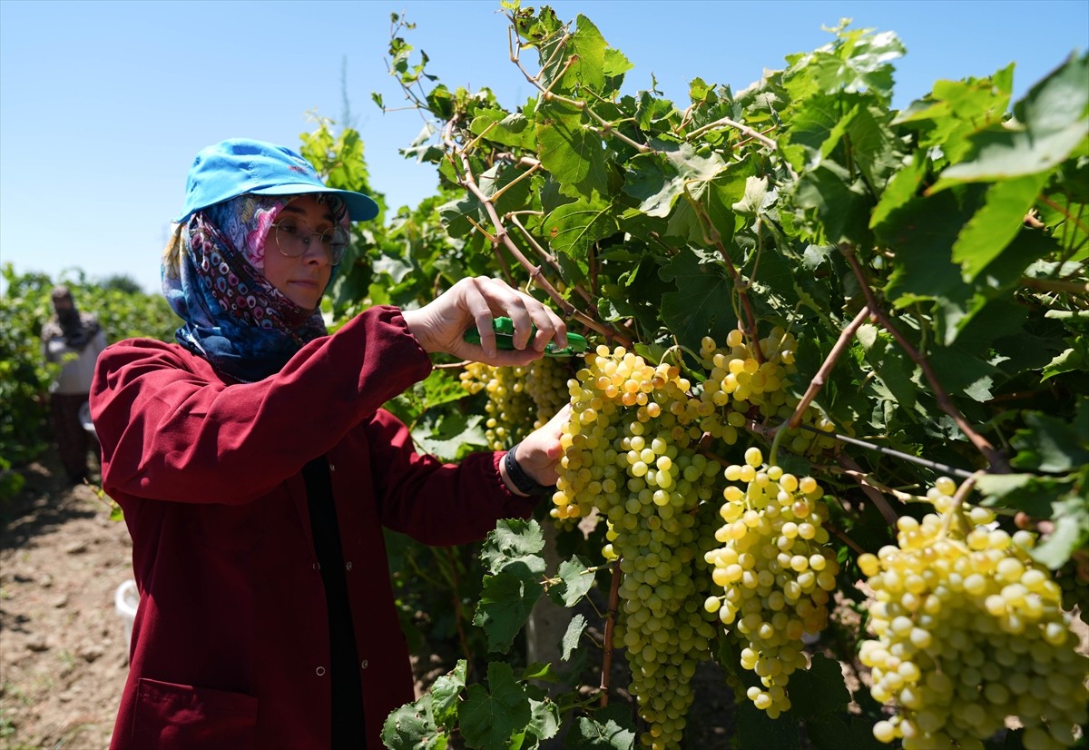 Tarım ve Orman Bakanı İbrahim Yumaklı, Manisa'nın Saruhanlı ilçesine bağlı Hacırahmanlı...