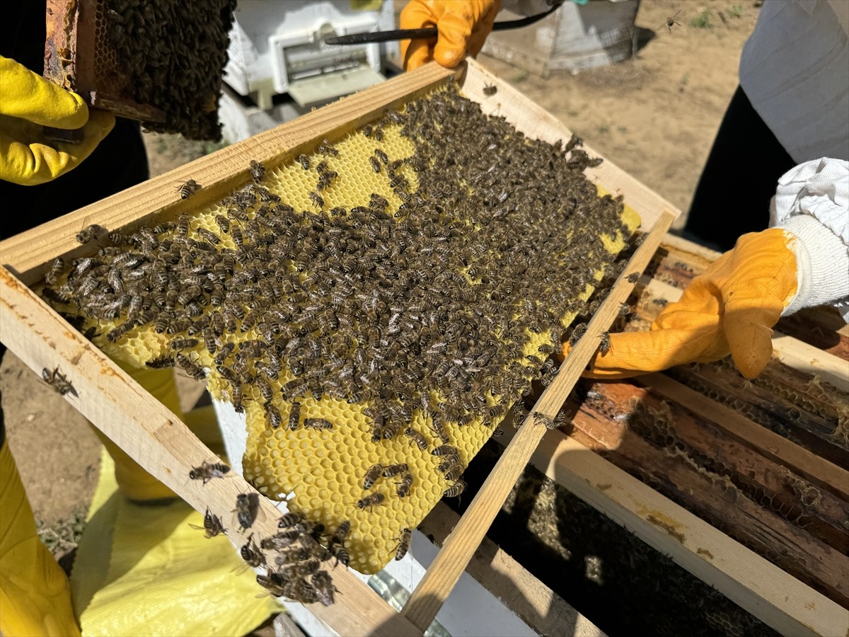 Tekirdağ’da devletten aldığı destekle arıcılığa başlayan Havva Tekin (solda), 2 yılda kovan...