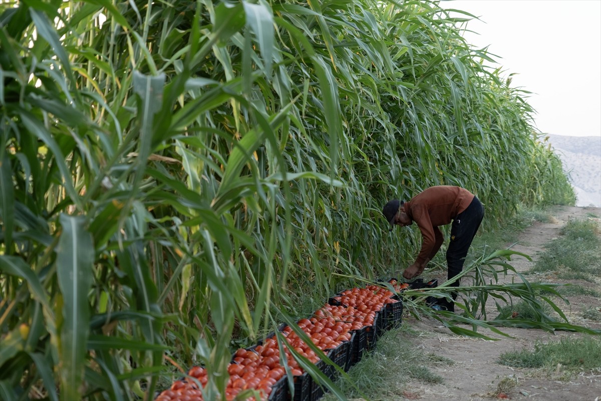 Terör örgütü DEAŞ'in işgaliyle Musul'un Sincar ilçesinden kaçmak zorunda kalan ve Duhok'taki...