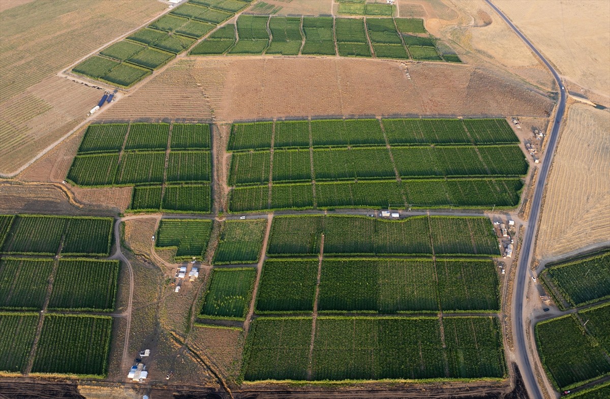 Terör örgütü DEAŞ'in işgaliyle Musul'un Sincar ilçesinden kaçmak zorunda kalan ve Duhok'taki...