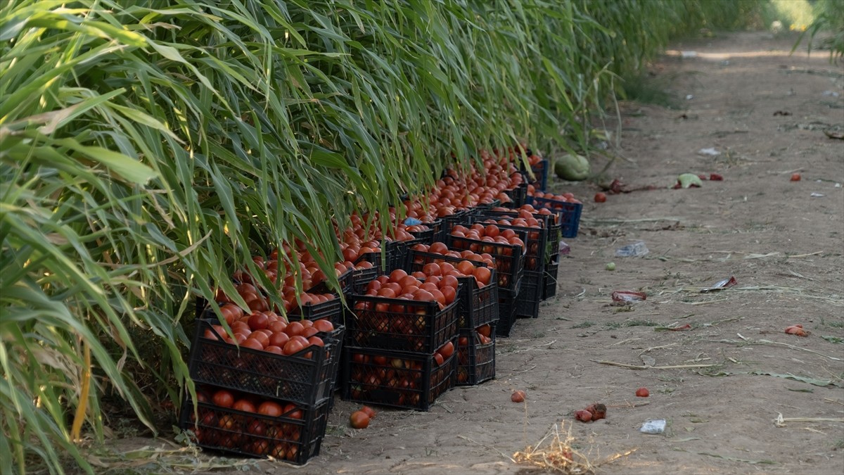 Terör örgütü DEAŞ'in işgaliyle Musul'un Sincar ilçesinden kaçmak zorunda kalan ve Duhok'taki...