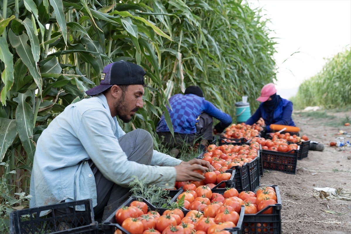 Terör örgütü DEAŞ'in işgaliyle Musul'un Sincar ilçesinden kaçmak zorunda kalan ve Duhok'taki...