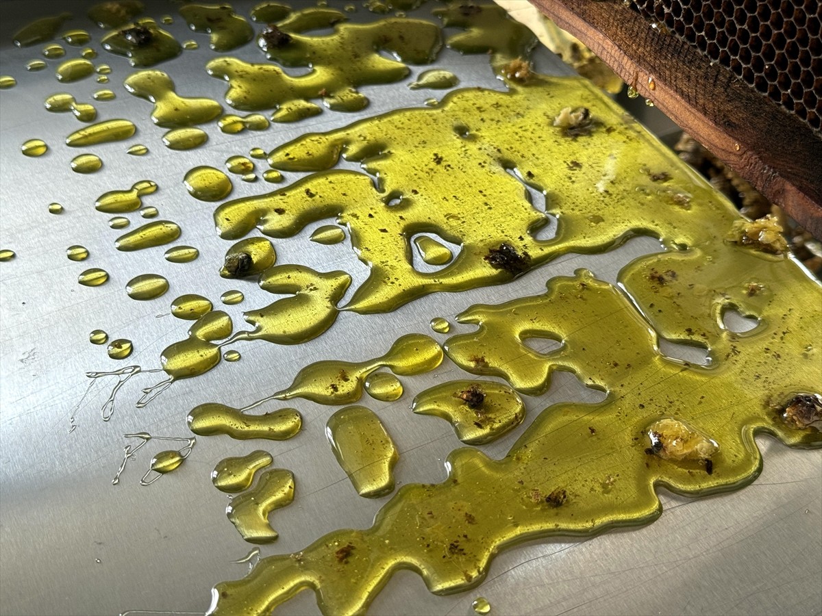 Türk Patent ve Marka Kurumunca coğrafi işaretle tescillenen "Ardahan çiçek balı"nın Kafkas Arısı...