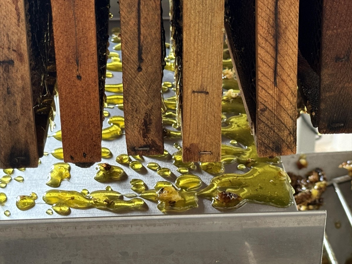 Türk Patent ve Marka Kurumunca coğrafi işaretle tescillenen "Ardahan çiçek balı"nın Kafkas Arısı...