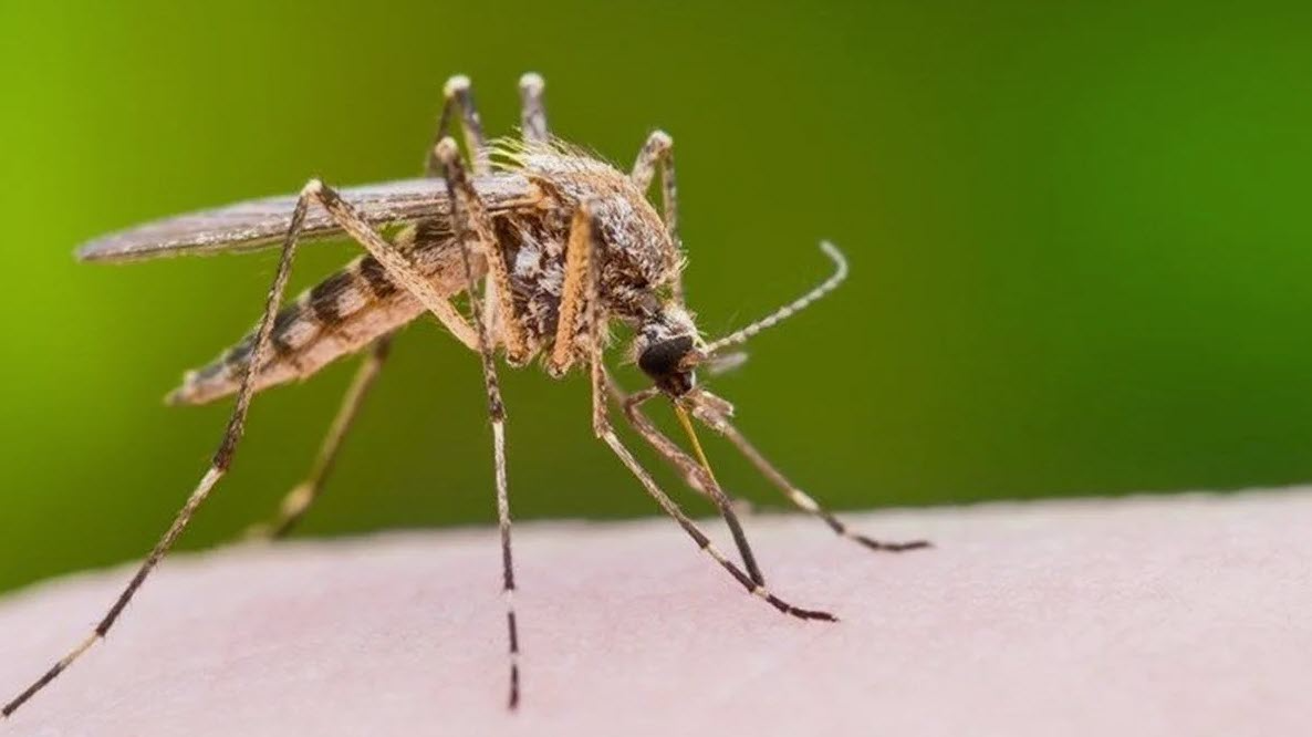 Türkiye'de Batı Nil Virüsü Vakalarında Artış! Sağlık Bakanlığı Uyardı: Hızla Yayılıyor: Bu Belirtiler Varsa Dikkat