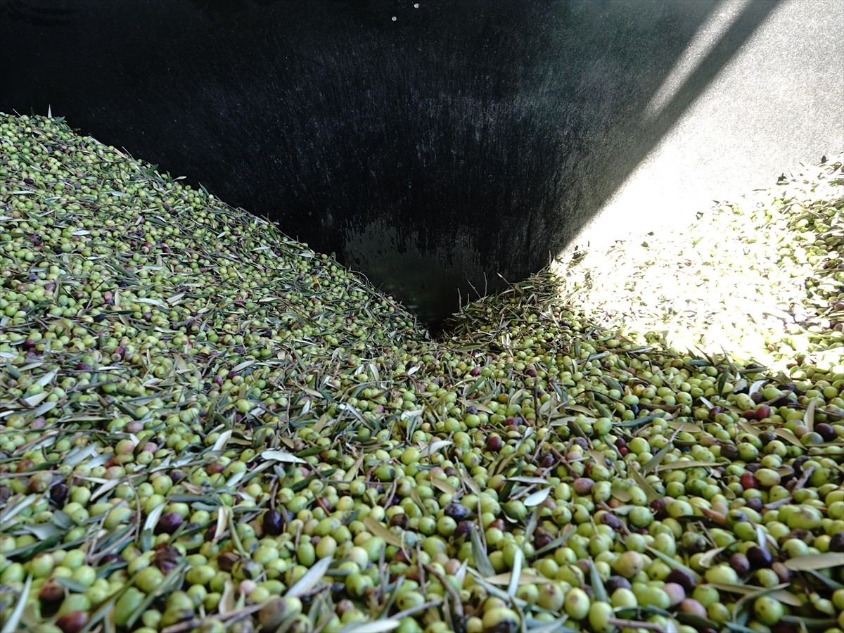 Balıkesir'in Edremit ilçesinde düzenlenen "Edremit Zeytinyağı Tadım Festivali" (Fest Olive...