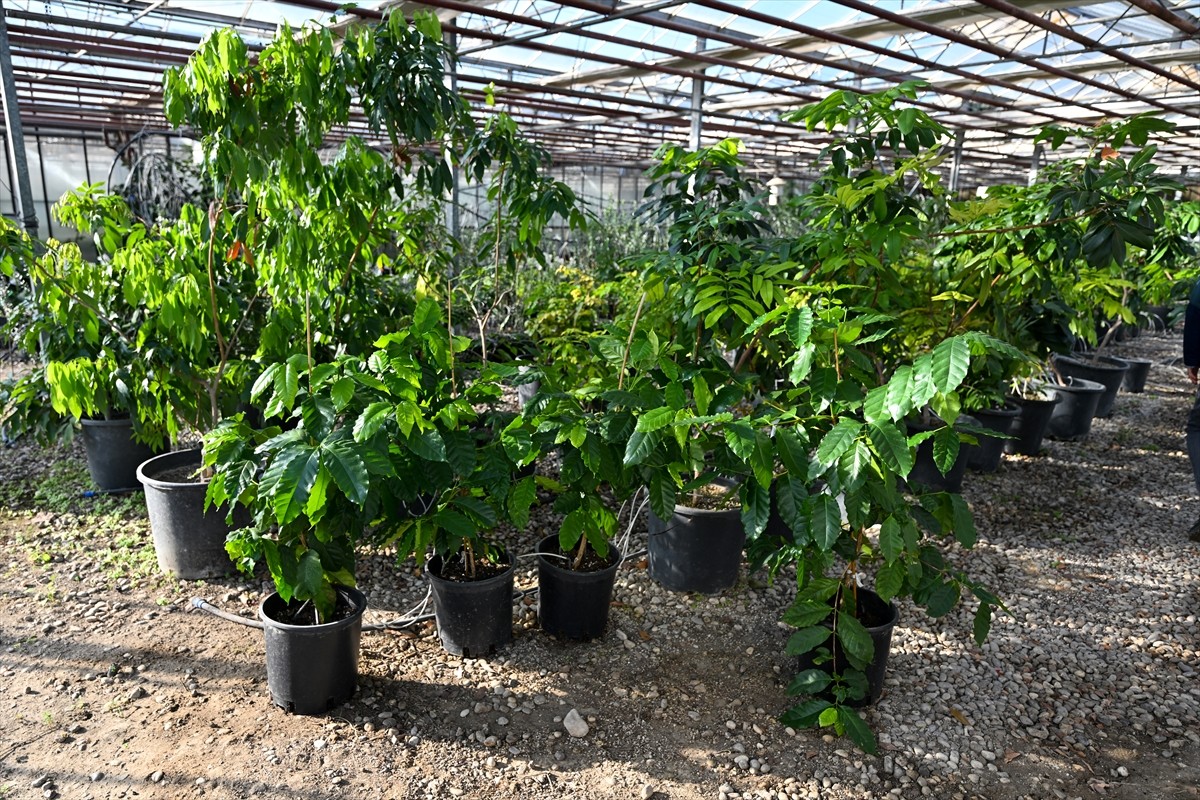 Antalya'daki Batı Akdeniz Tarımsal Araştırma Enstitüsü Müdürlüğü (BATEM), ilk denemeleri 90 yıl...