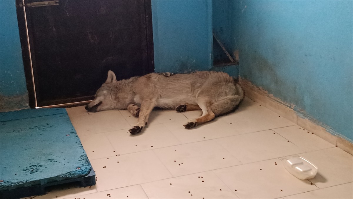 Bitlis'in Tatvan ilçesinde yol kenarında yaralı halde bulunan kurt, tedavisinin ardından doğaya...