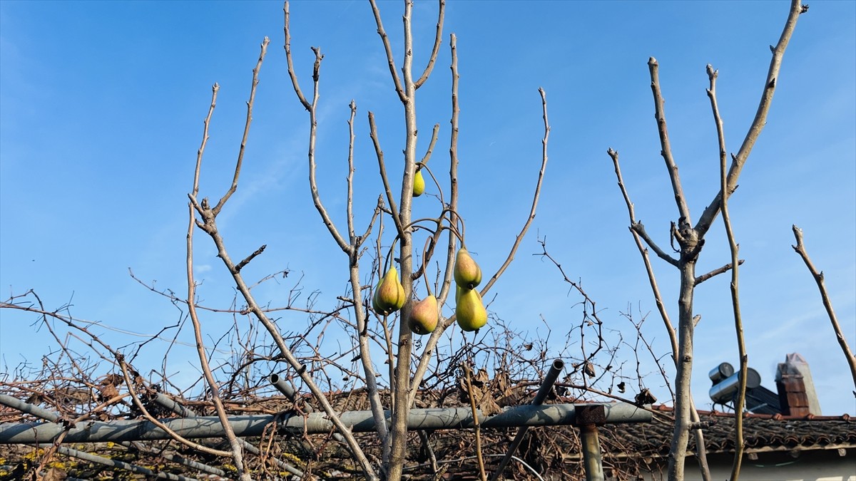 Çanakkale’nin Çan ilçesinde bir evin bahçesindeki armut ağacının temmuzun ardından kışın da meyve...