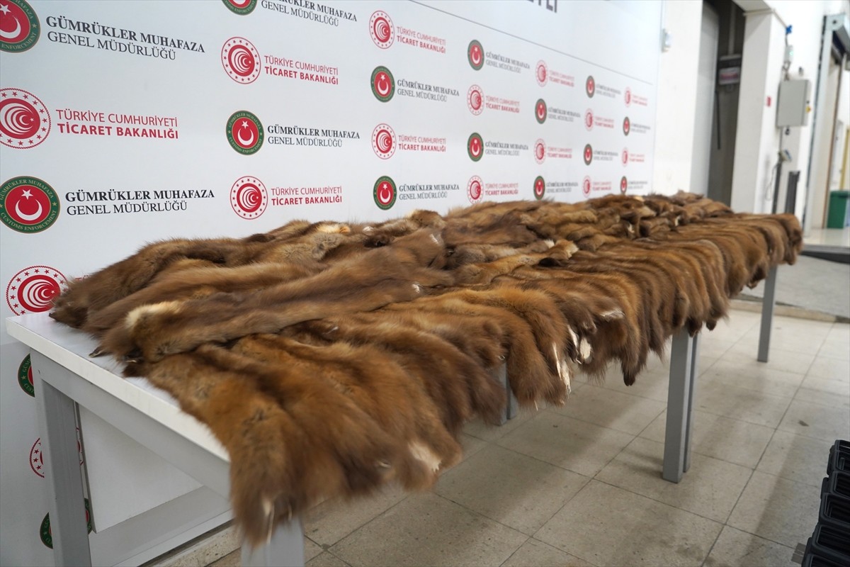 Edirne'de Hamzabeyli Sınır Kapısı'nda iki ayrı operasyonda 155 samur postu ve 239 akıllı cep...