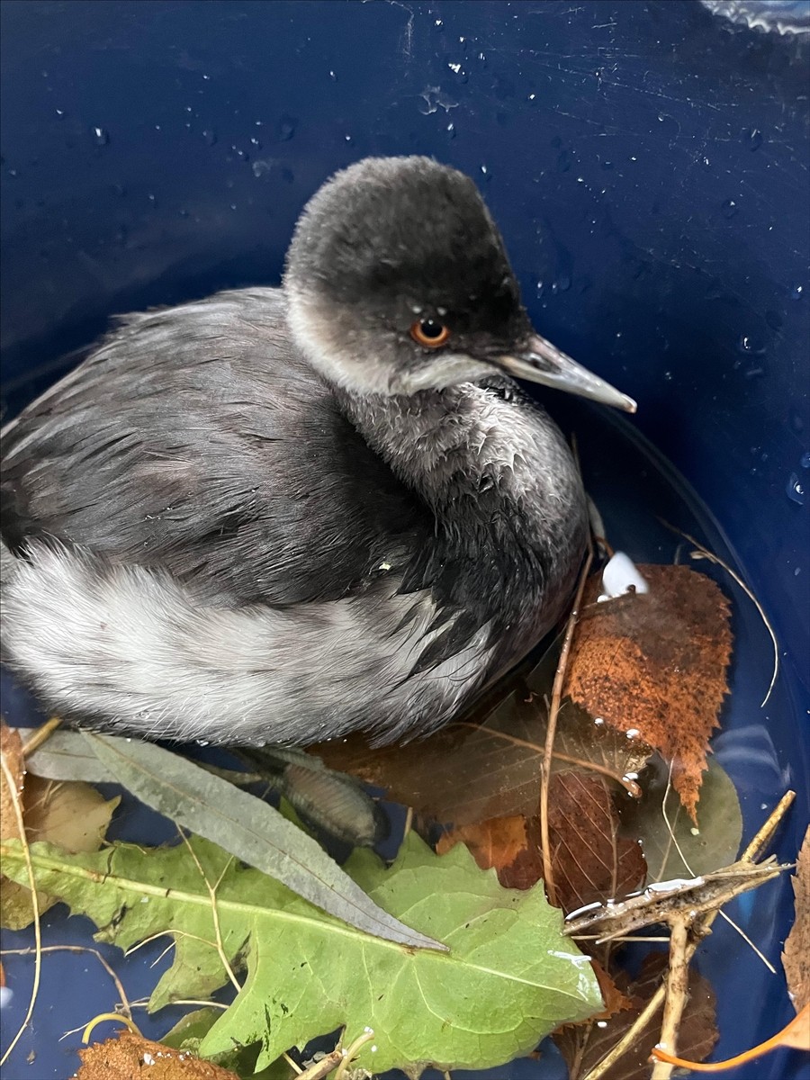 Erzurum'da bitkin halde bulunan batağan yavrusu, bakımının ardından doğaya salındı.