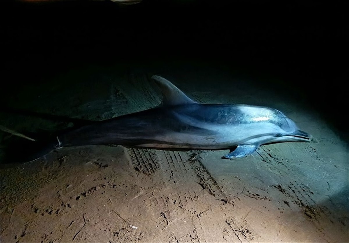 İzmir'in Selçuk ilçesinde kıyıya vurmuş ölü yunus bulundu.  