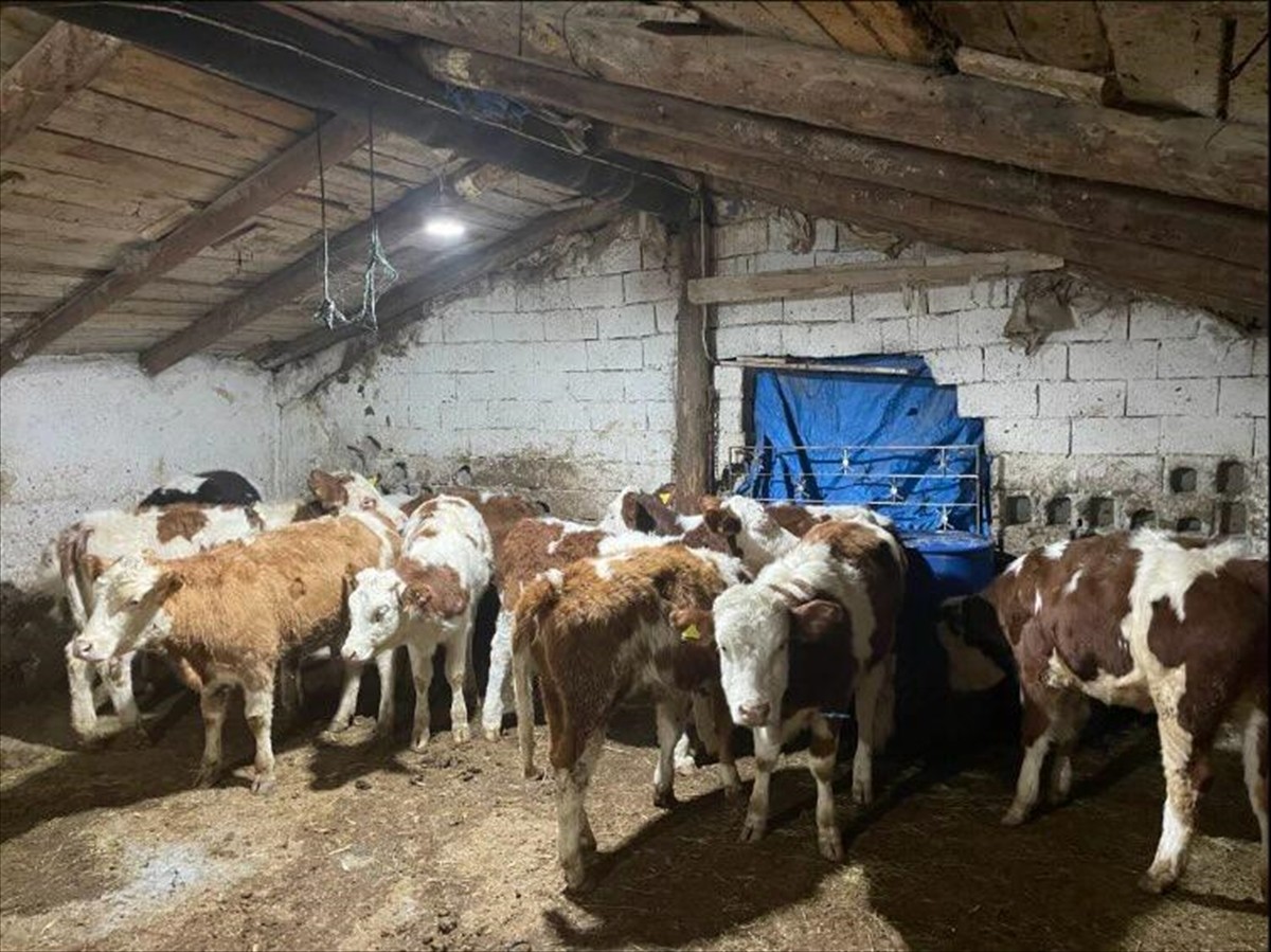 Kayseri'de büyükbaş hayvan dolandırıcılığı yaptıkları iddiasıyla 4 şüpheli gözaltına alındı....