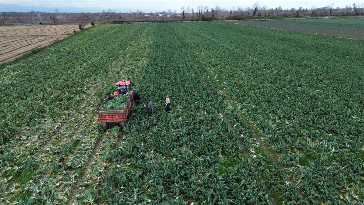 Samsun'un Bafra ilçesinde 20 bin dekar alana ekilen karnabaharın hasadı sürüyor.