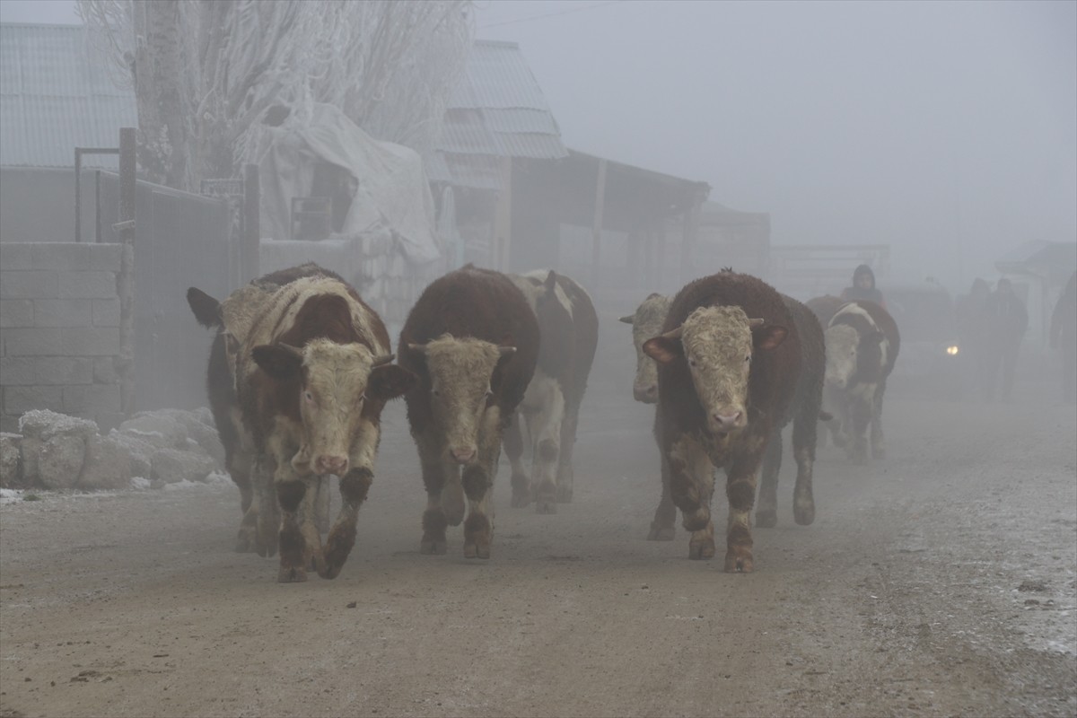 Ağrı'da da gece en düşük hava sıcaklığı sıfırın altında 16 derece ölçüldü. Ağaçların kırağı...