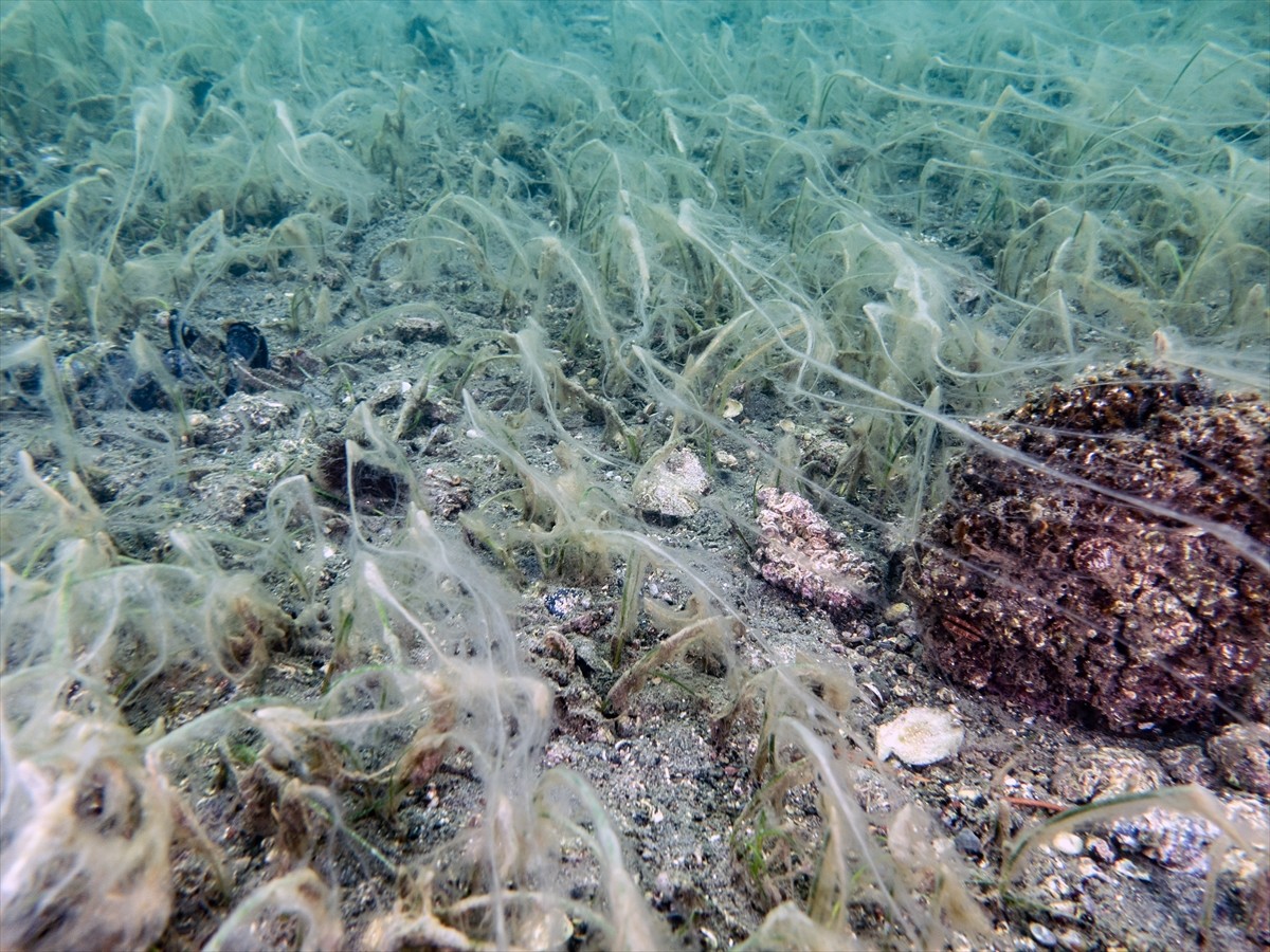Bandırma Onyedi Eylül Üniversitesi Denizcilik Fakültesince yüzeyden itibaren 30 metre derinliğe...
