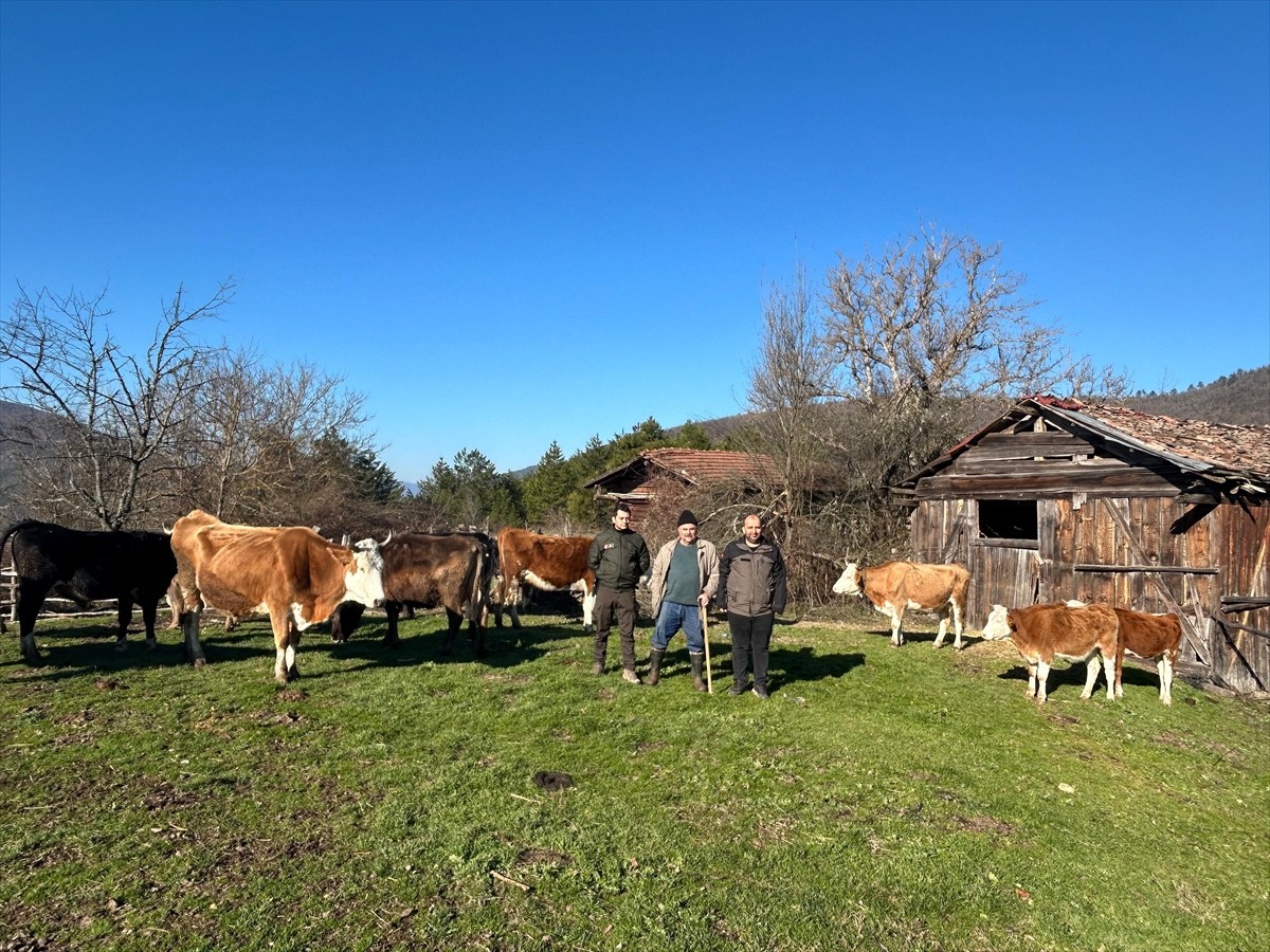 Bolu'da bir çiftçinin kaybolan 10 büyükbaş hayvanı, Orman Bölge Müdürlüğü ekiplerince dron...