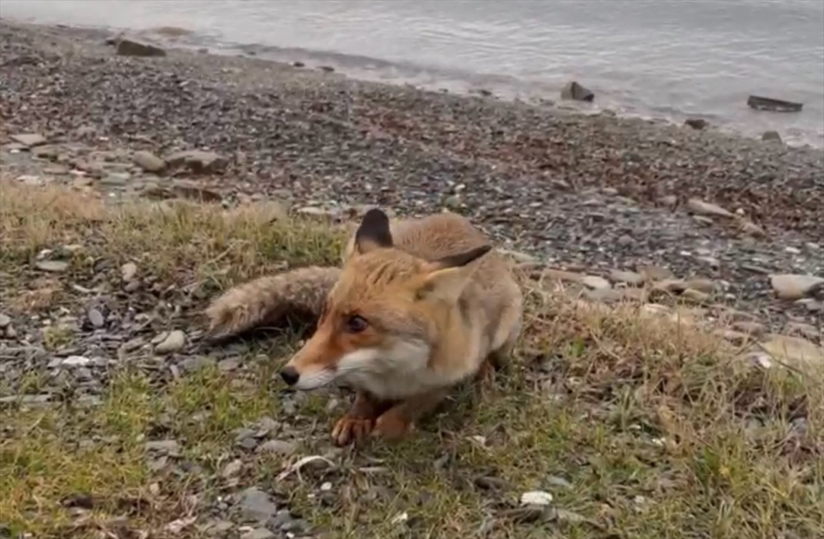 Çanakkale'nin Gelibolu ilçesinde bir koyda avlanan balıkçılar, yanlarına gelen tilkiyi elleriyle...