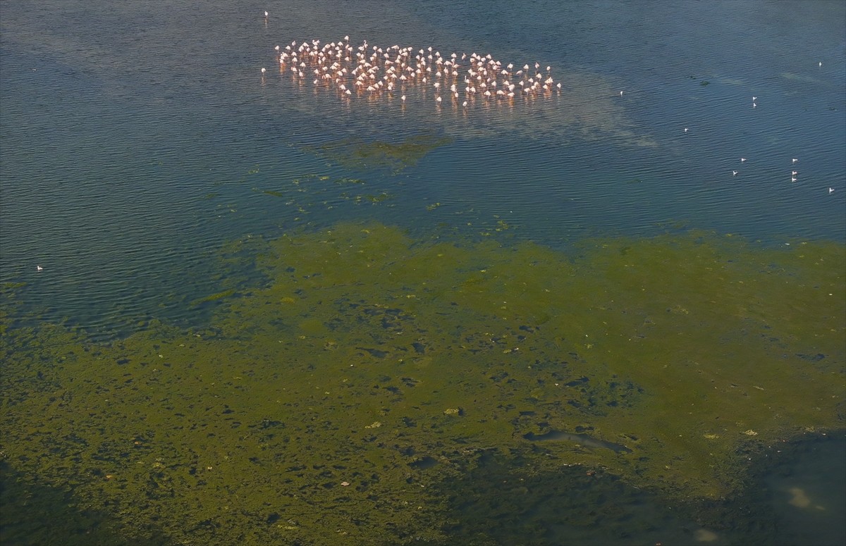 İzmir Körfezi'nde yer alan Çakalburnu Lagünü'nde deniz suyundaki azot ve fosfor miktarının...