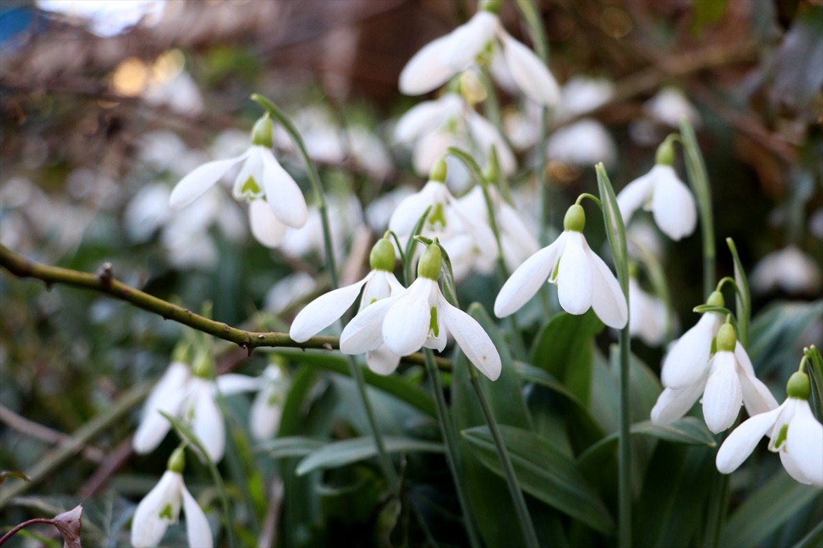 Kastamonu'da sıcak havaya aldanan "baharın müjdecisi" kardelenler, erken çiçek açtı. Şenpazar...