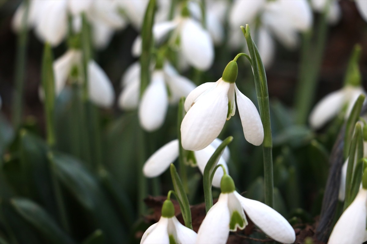 Kastamonu'da sıcak havaya aldanan "baharın müjdecisi" kardelenler, erken çiçek açtı. Şenpazar...