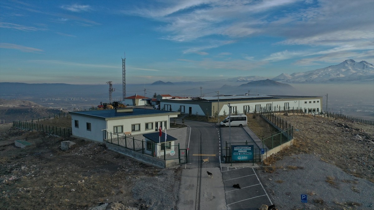 Kayseri'nin merkez Kocasinan ilçesinde yaralı halde bulunan köpek, Büyükşehir Belediyesi Sokak...