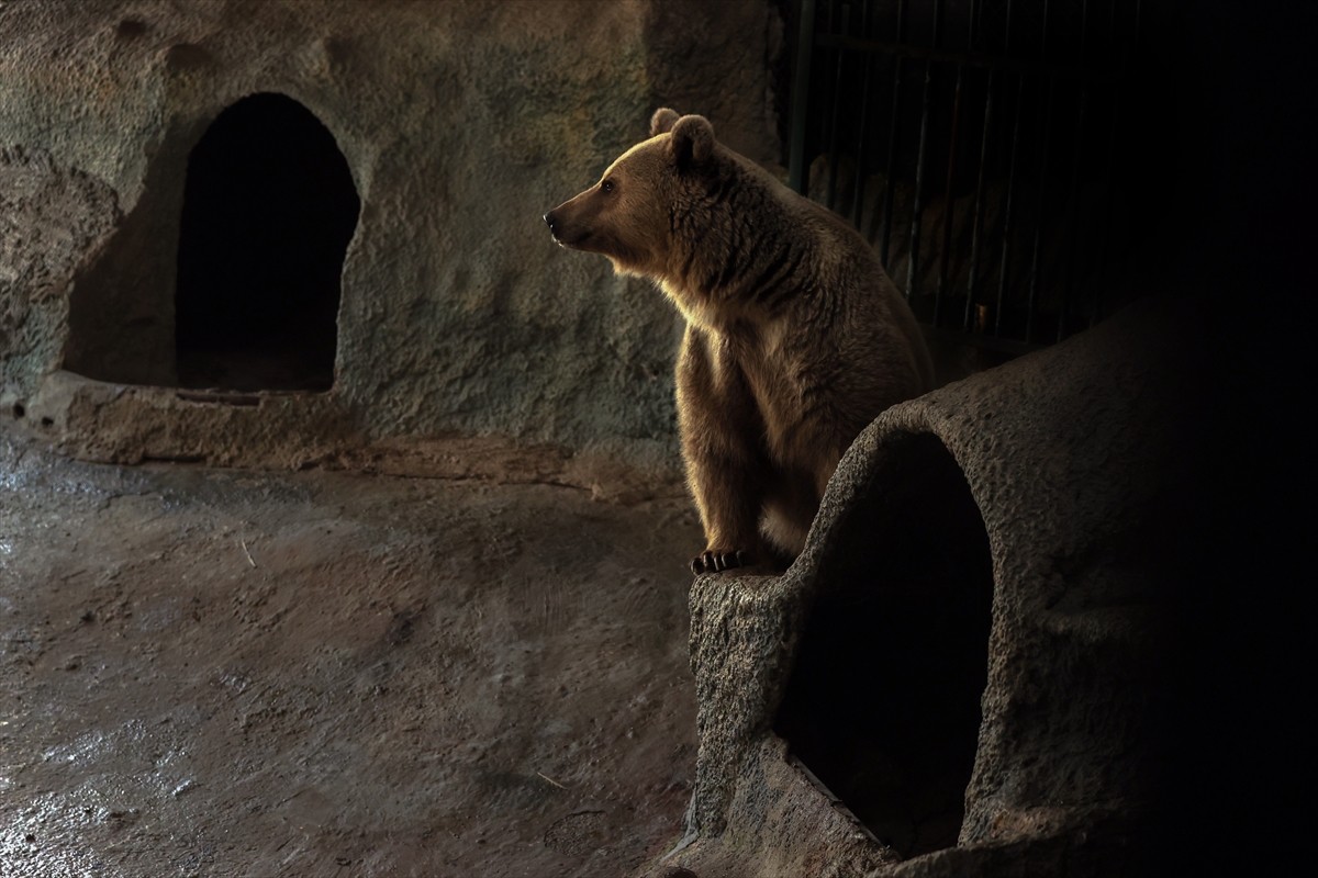 Konya'da koruma altındaki kardeş bozayılar "Efe" ile "Ege", mevsimsel sıcaklığın, küresel...