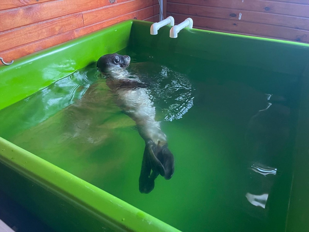 Mersin'de sahilde bitkin halde bulunan ve Hatay'da tedavi gören Akdeniz foku yavrusu...