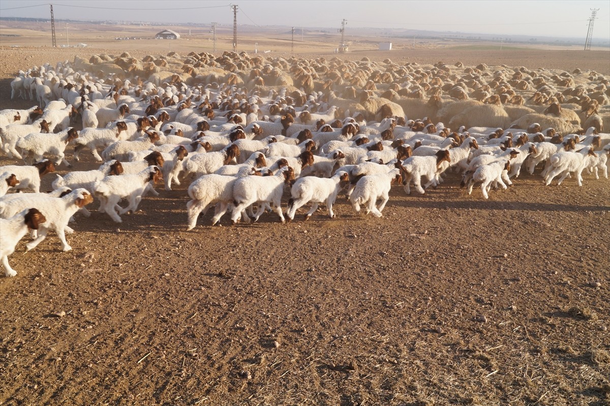 Tarım ve Orman Bakanlığı Tarım İşletmeleri Genel Müdürlüğüne (TİGEM) bağlı Şanlıurfa'daki...
