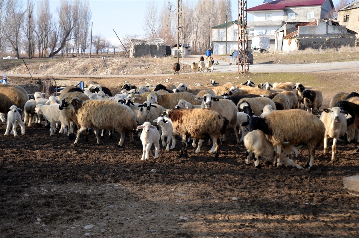 Türkiye'nin önemli hayvancılık merkezlerinden Muş'ta bu yıl küçükbaş hayvan varlığının artmasının...