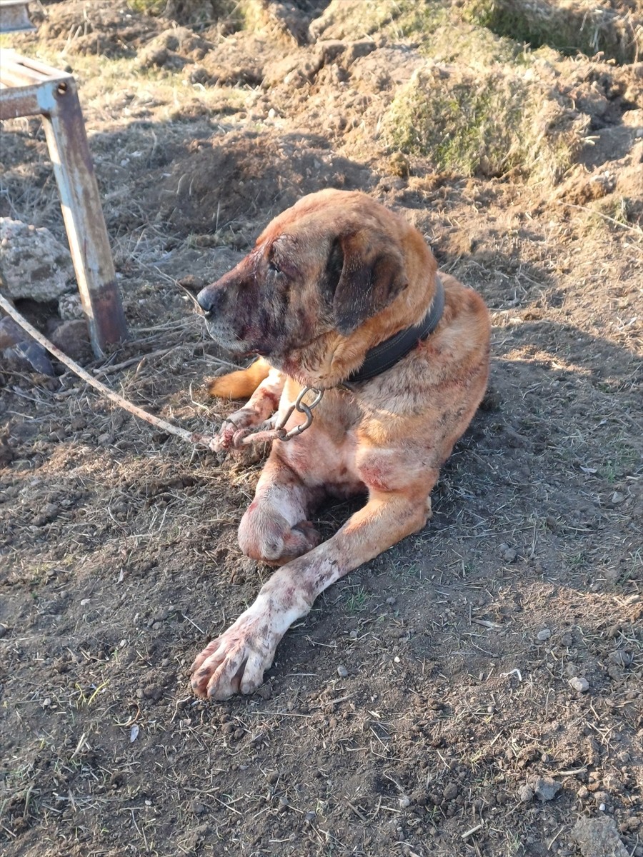 Afyonkarahisar'ın Sandıklı ilçesinde köpek dövüştürdükleri ileri sürülen 48 kişi yakalandı....