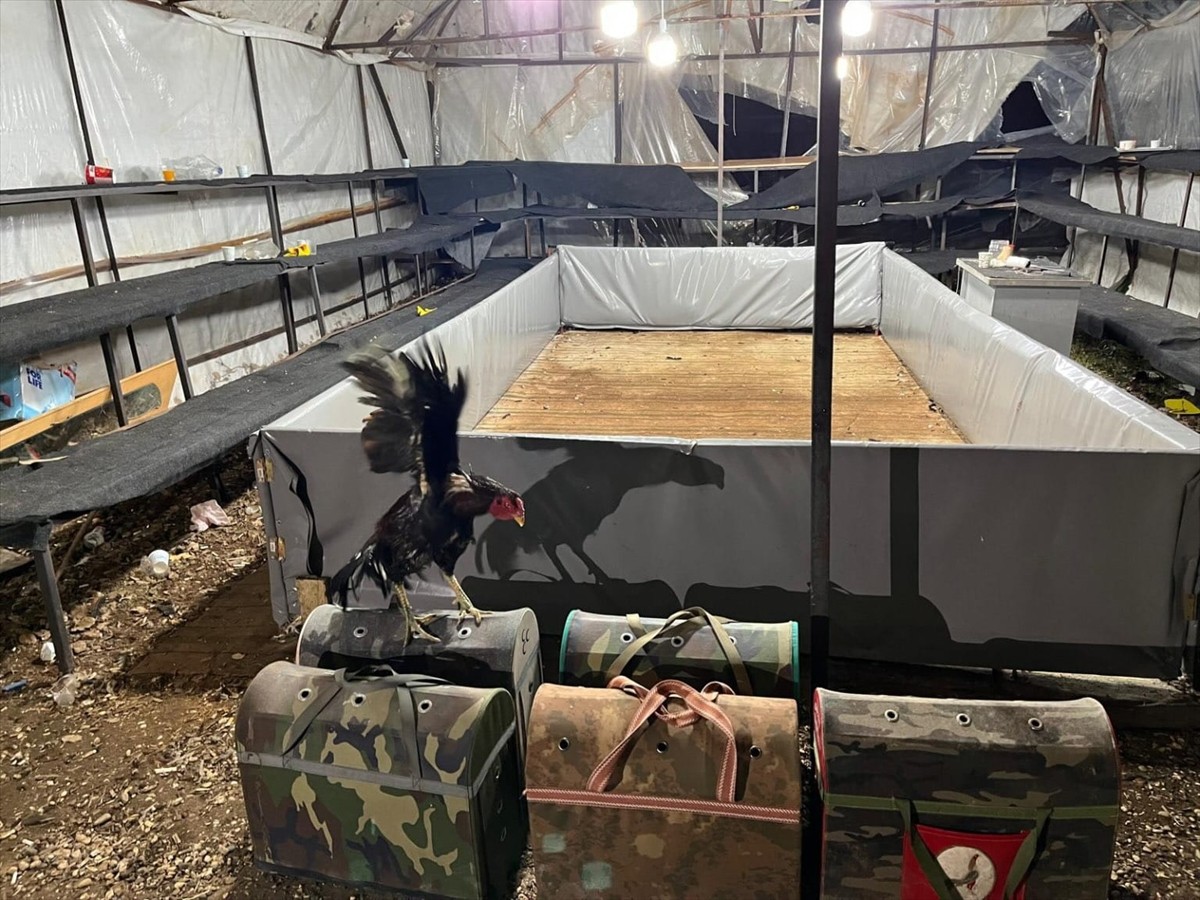 Antalya'nın Demre ilçesinde horoz dövüştüren 14 kişiye 129 bin 458 lira ceza uygulandı. Ekiplerce...