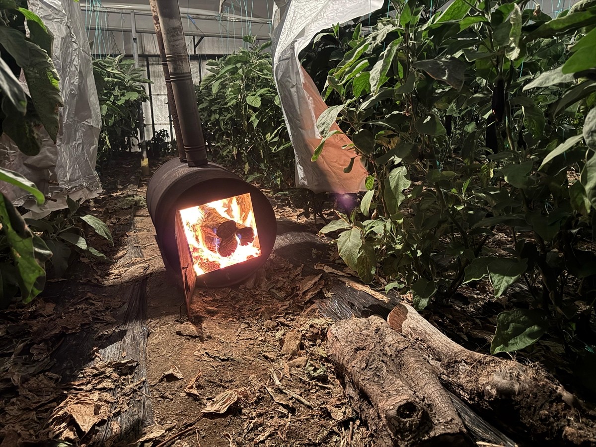 Antalya'nın Gazipaşa ilçesinde üreticiler, ürünlerini soğuk havadan korumak için seralarda zirai...