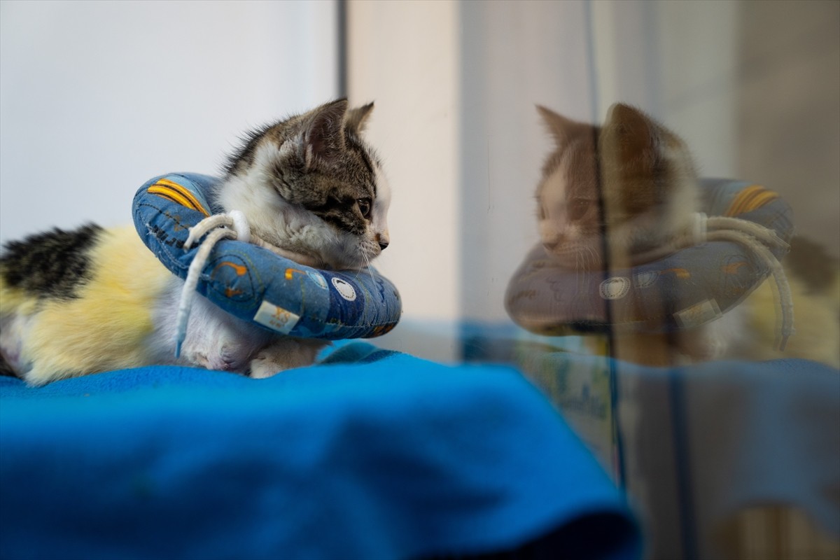 Başkentte bir aracın kaputundan kurtarılan, ardından geçirdiği ameliyatla iki bacağı ampute edilen...