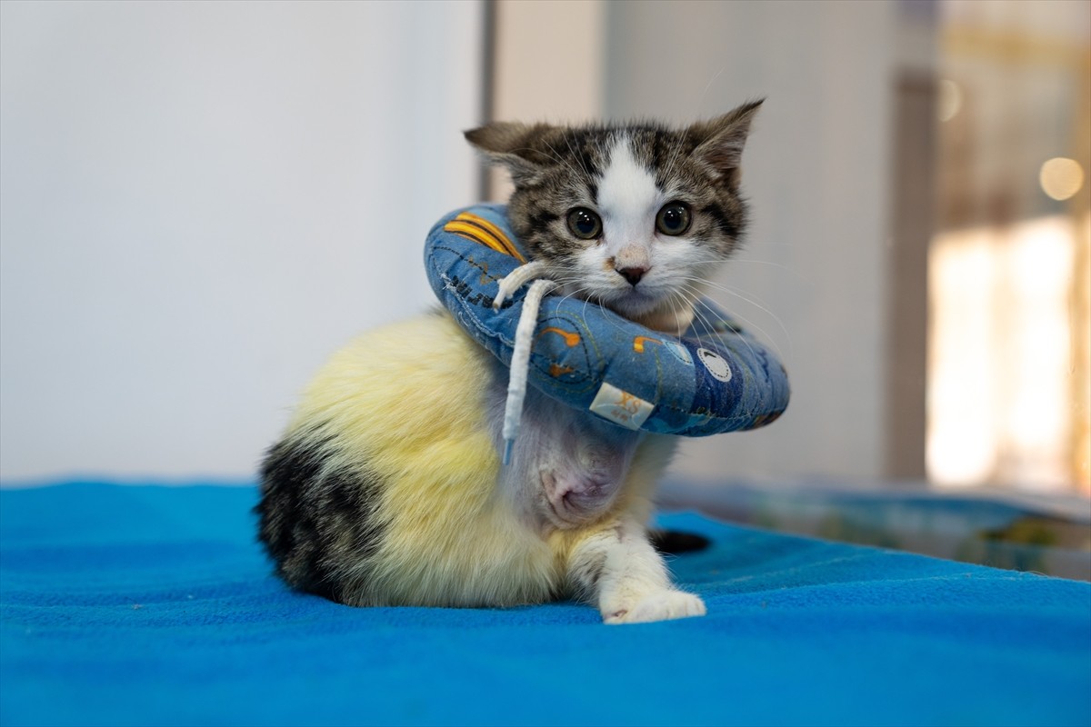 Başkentte bir aracın kaputundan kurtarılan, ardından geçirdiği ameliyatla iki bacağı ampute edilen...