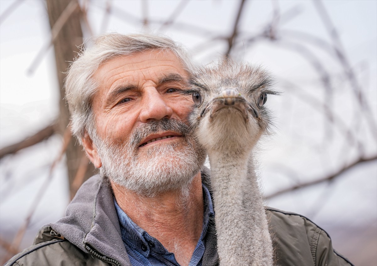 Diyarbakır'ın Sur ilçesinde hediye edildiği kişiye ait iş yerinin bahçesinden kaçan deve kuşu, 3...
