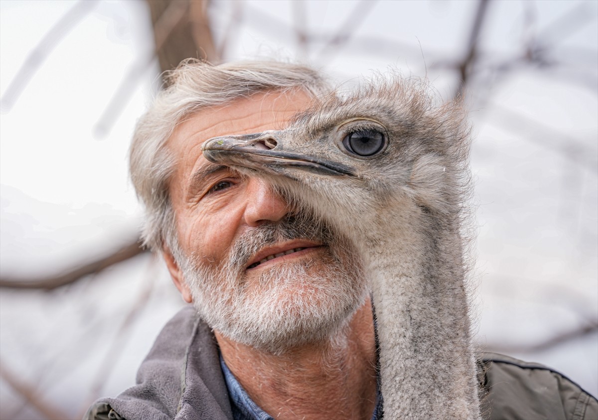 Diyarbakır'ın Sur ilçesinde hediye edildiği kişiye ait iş yerinin bahçesinden kaçan deve kuşu, 3...