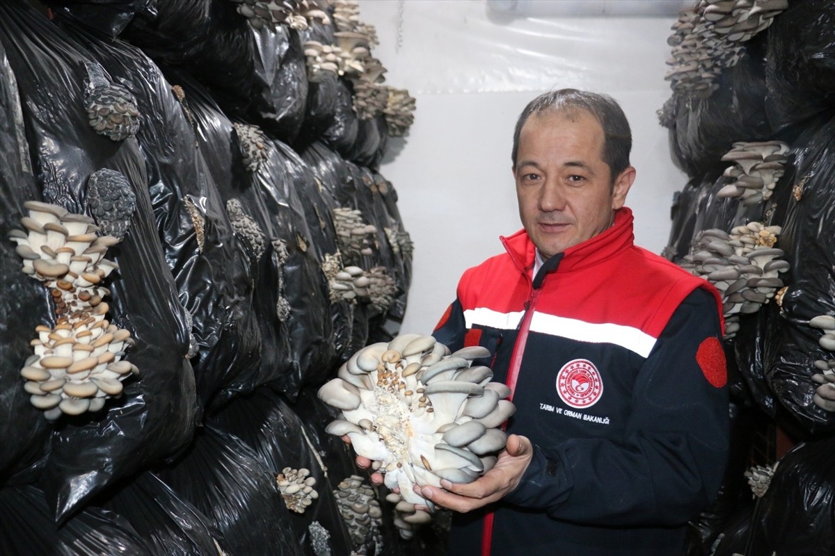 Erzincan’ın Üzümlü ilçesinde alternatif ürünler yetiştiren üretici İkram Bakar, istiridye mantarı...