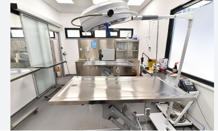 İstanbul'da Ücretsiz Hayvan Sağlık Hizmeti: Minik Dostlar Kliniği Açılıyor