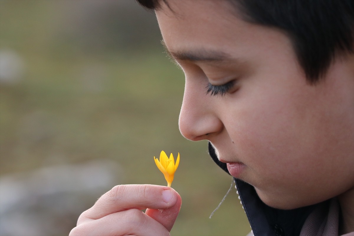 Karabük'ün Eflani ilçesinde baharın müjdecisi olarak bilinen çiğdemler erken çiçek açtı.