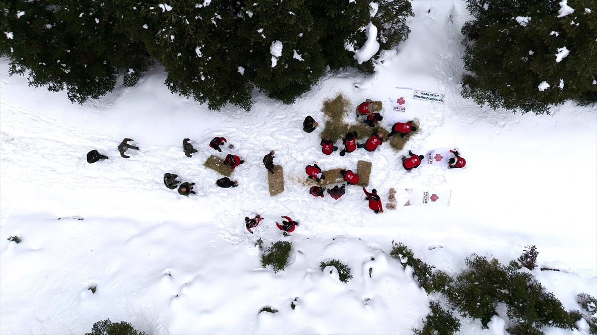 Kastamonu'da, yaban hayvanlarının ağır kış şartlarında yiyecek bulmakta sıkıntı yaşamaması için...