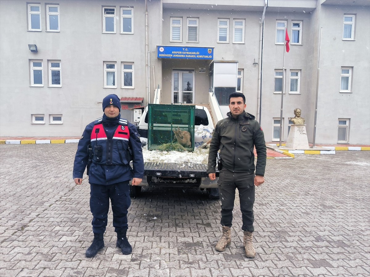Malatya'nın Arapgir ilçesinde yaralı bulunan dağ keçisi tedavi altına alındı. Deregezen Jandarma...