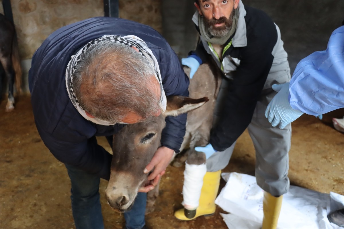 Mardin'in Midyat ilçesinde ön sol ayağı kırılan ve ampute edilen eşeğe protez takıldı.