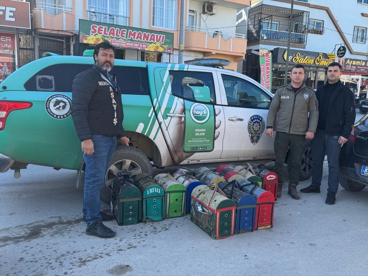 Mersin'de bir kıraathanede horoz dövüştürülerek bahis oynandığı sırada yakalanan 128 kişiye...