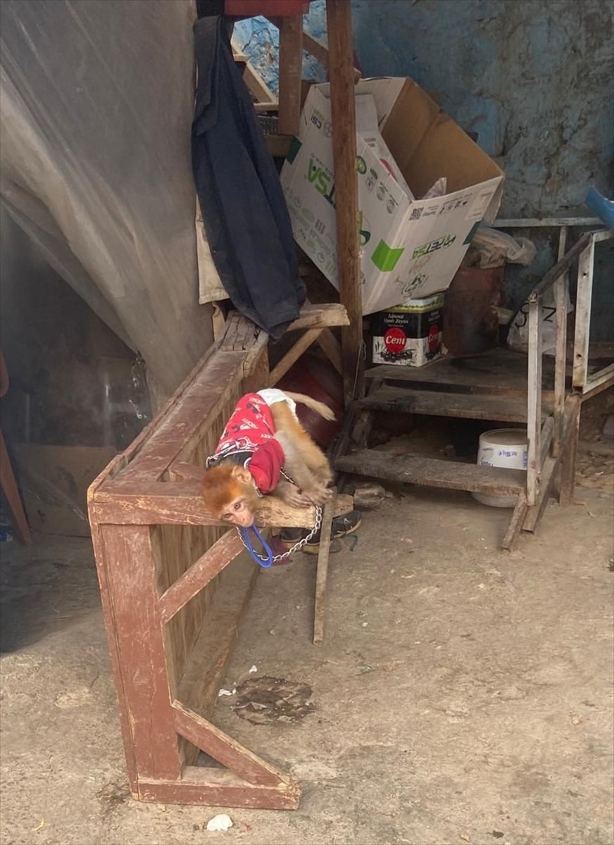Mersin'in Tarsus ilçesindeki bir evde kaçak yollarla Türkiye'ye getirilen maymun ve 3 sincap...