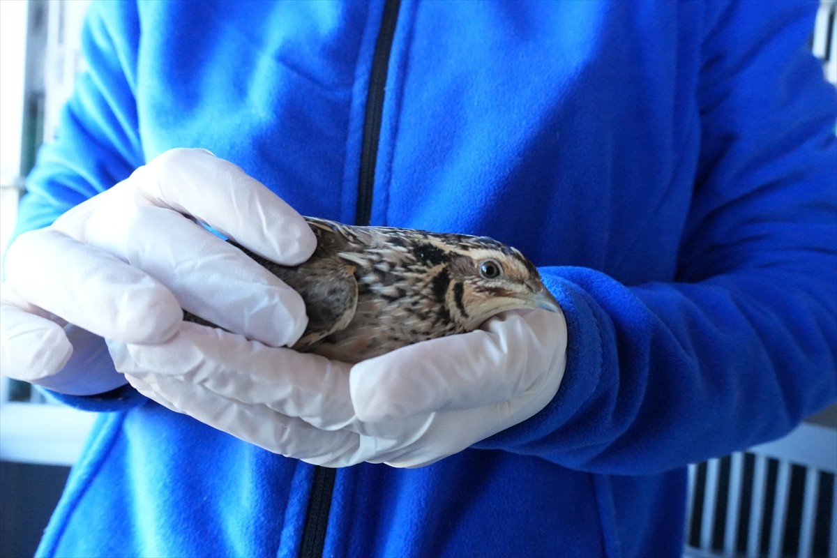 Samsun'da Yabani Hayvanlar İlk Yardım Ünitesi'nde 7 ayda 120 yabani hayvan tedavi edilerek doğaya...